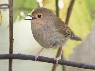 Large-billed Scrubwren - eBird