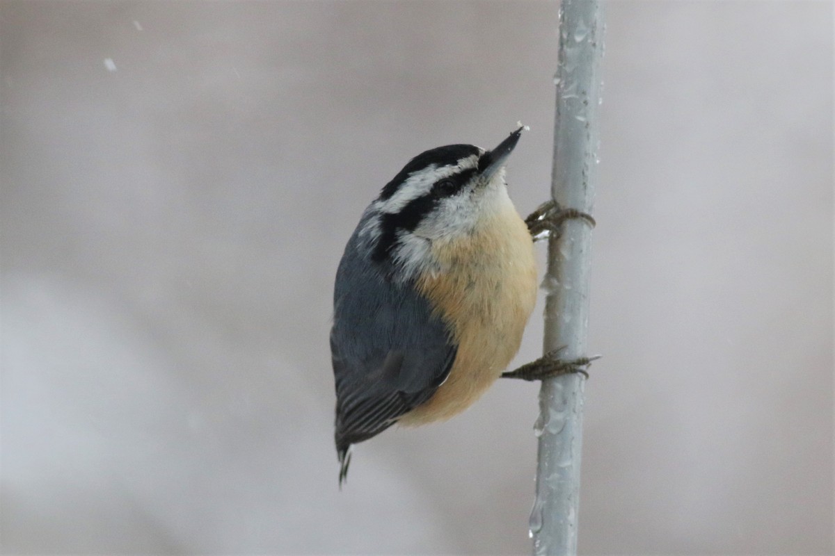 Red-breasted Nuthatch - Margaret Viens