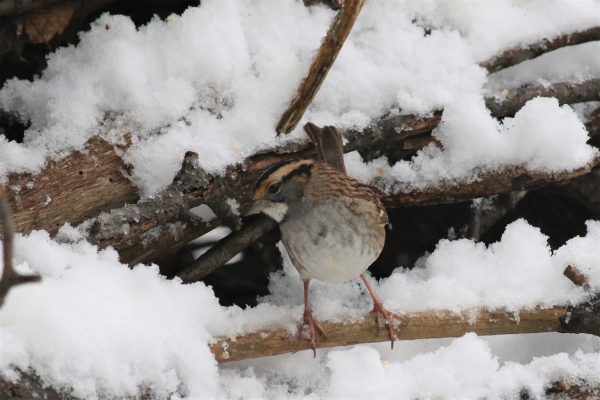White-throated Sparrow - ML125525451