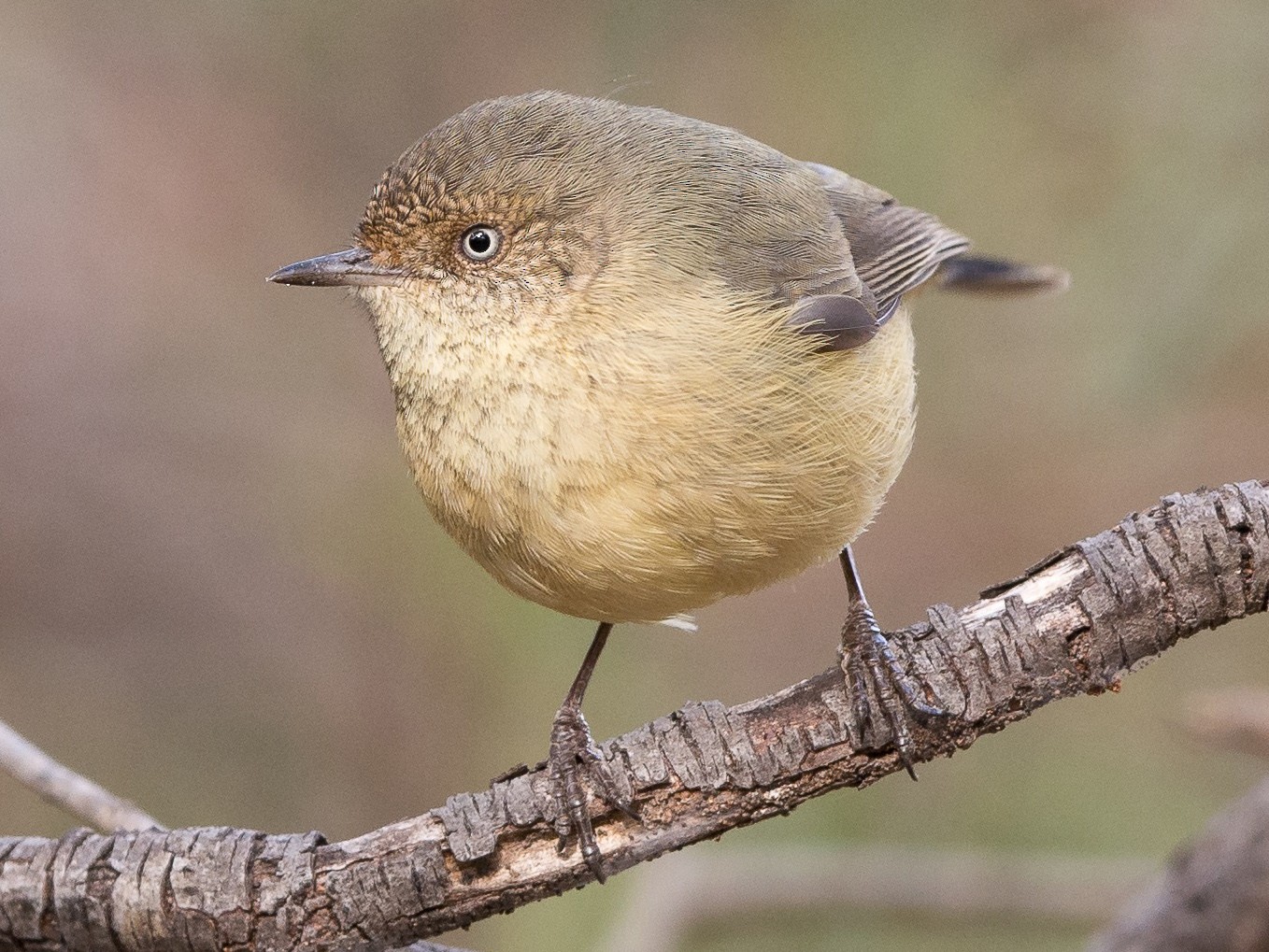 Buff-rumped Thornbill - Greg & Jeanette Licence