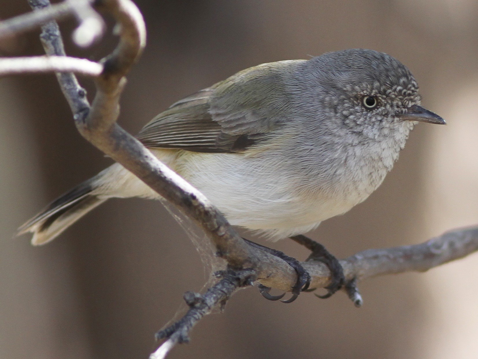 Buff-rumped Thornbill - eBird