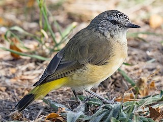  - Yellow-rumped Thornbill