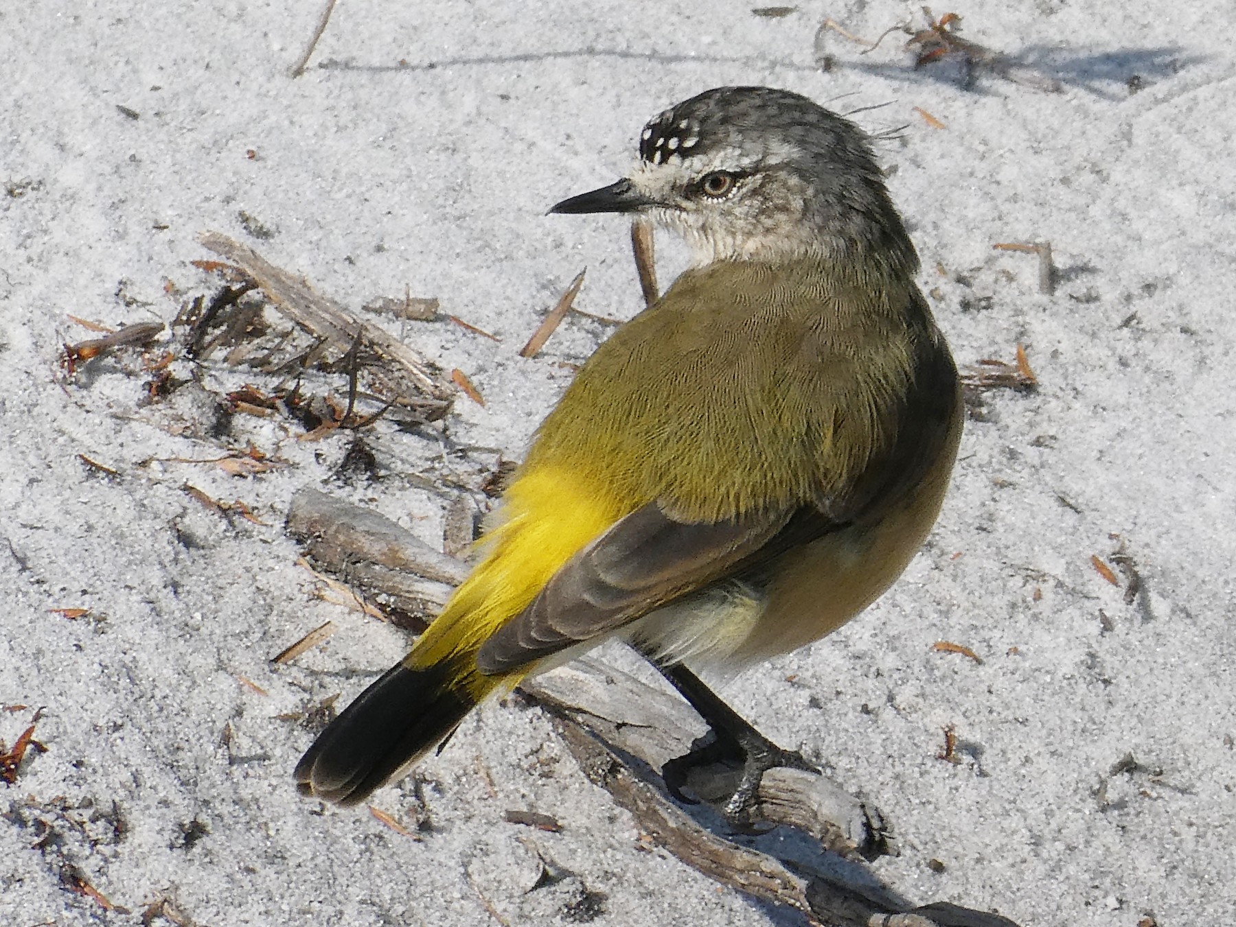 Yellow-rumped Thornbill - Shelley Altman