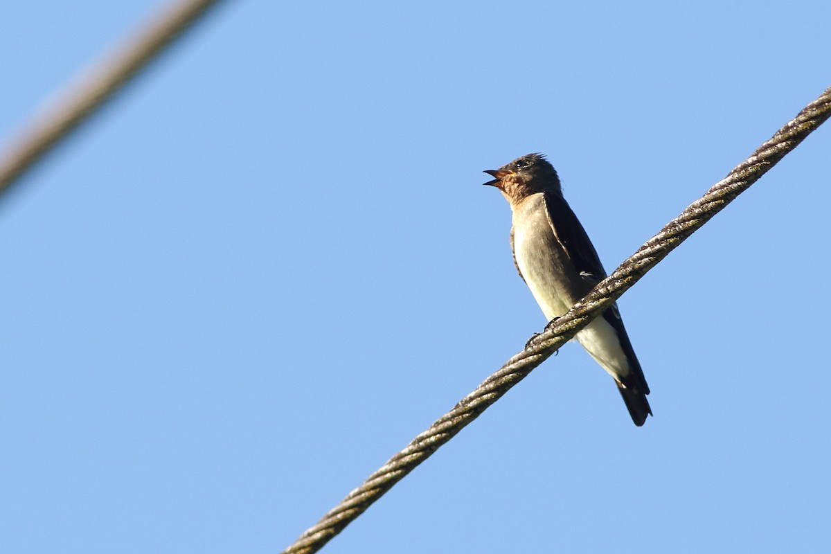 Southern Rough-winged Swallow - Ohad Sherer