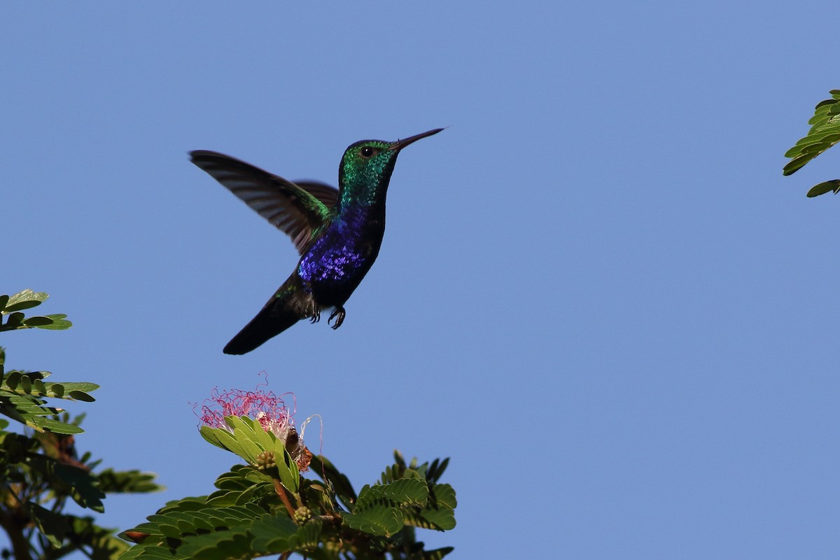 Violet-bellied Hummingbird - Ohad Sherer