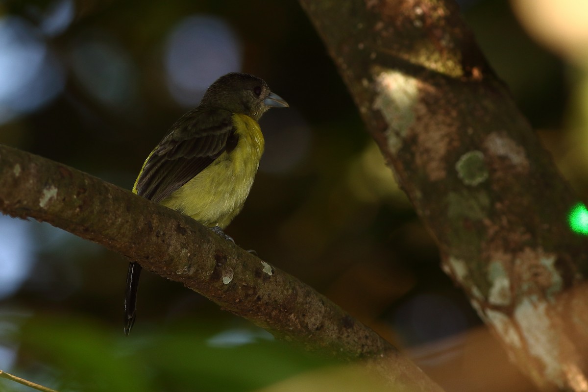 Flame-rumped Tanager (Lemon-rumped) - ML125528591