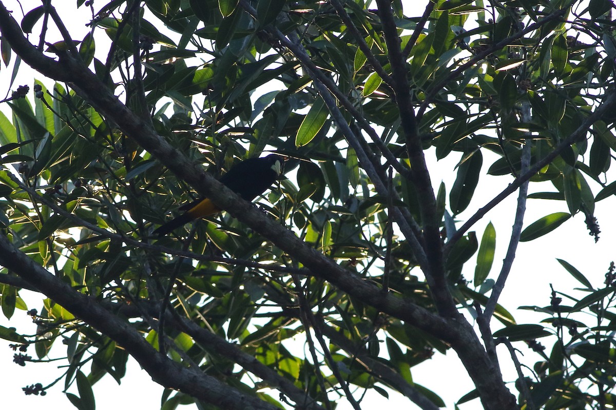 Yellow-rumped Cacique (Western) - Ohad Sherer