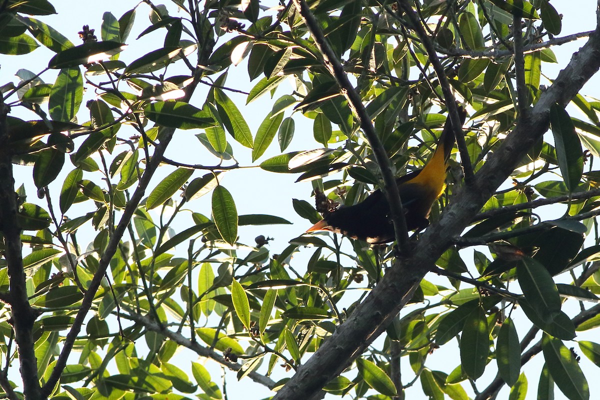 Yellow-rumped Cacique (Western) - Ohad Sherer