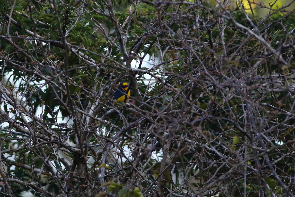Thick-billed Euphonia (Black-tailed) - ML125529191