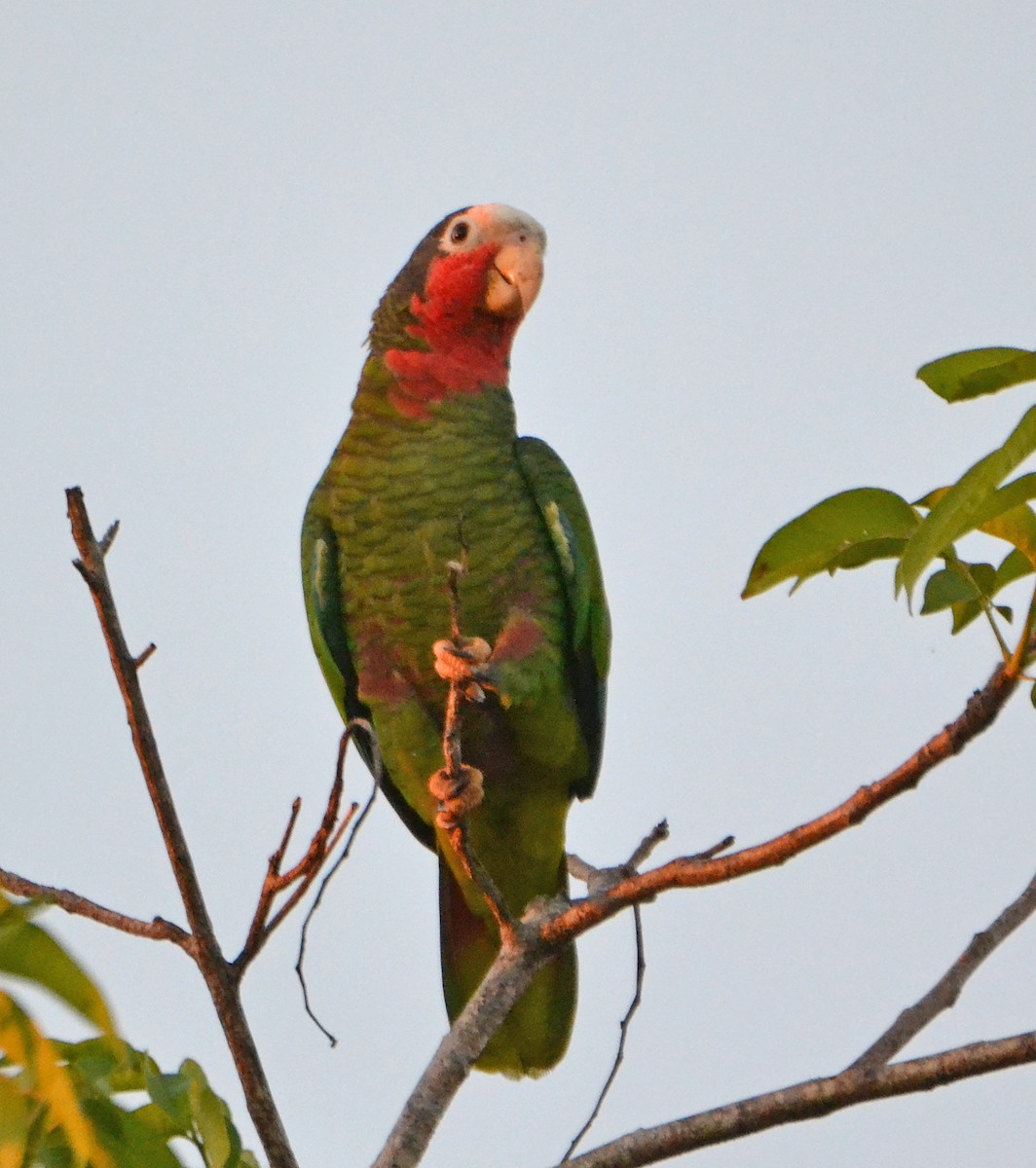 Cuban Parrot (Cuban) - ML125530371