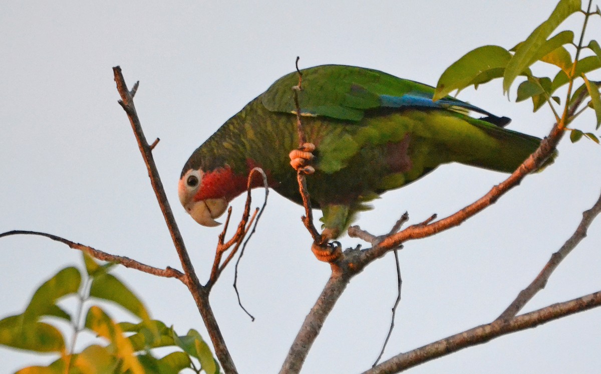 Cuban Parrot (Cuban) - Michael J Good