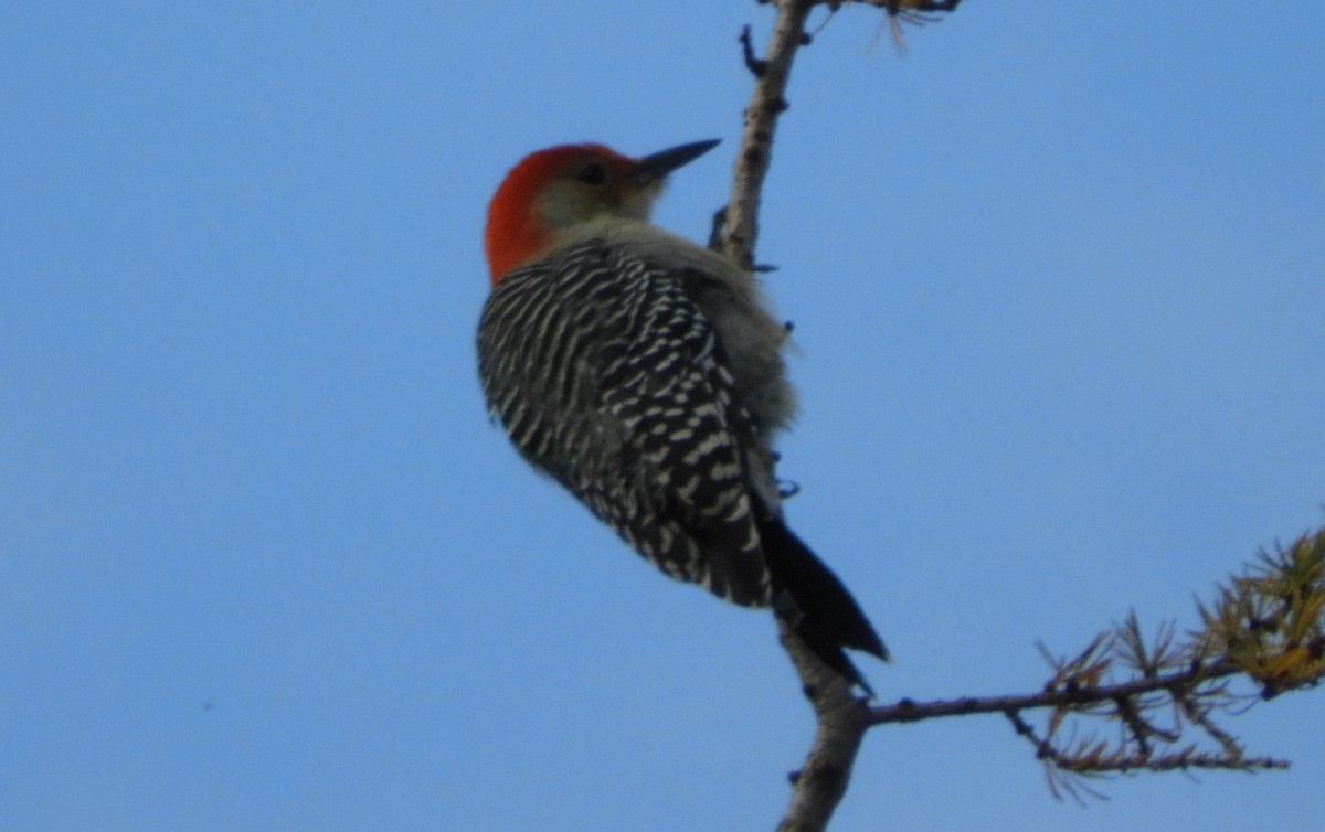 Red-bellied Woodpecker - Kathleen Spicer