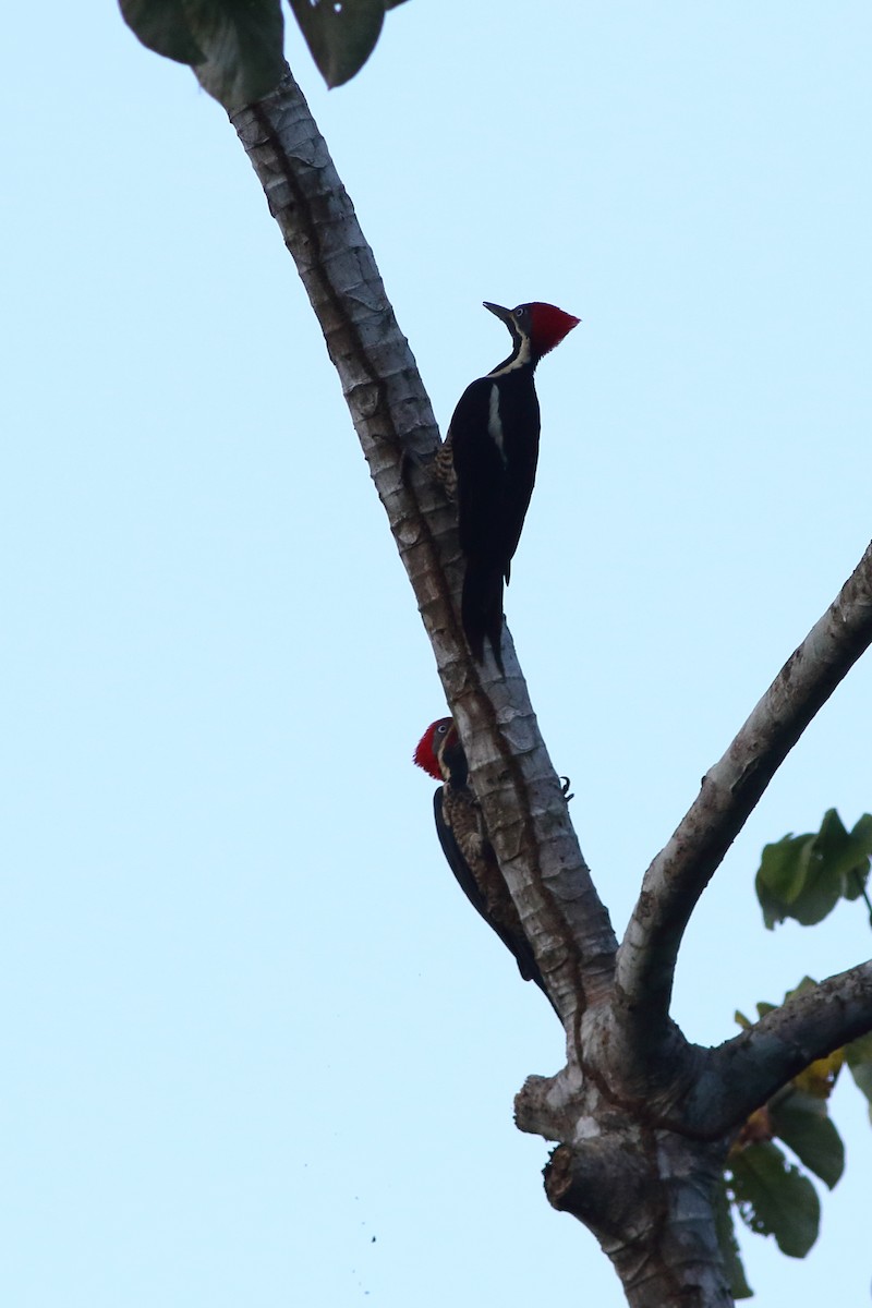 Lineated Woodpecker (Lineated) - Ohad Sherer