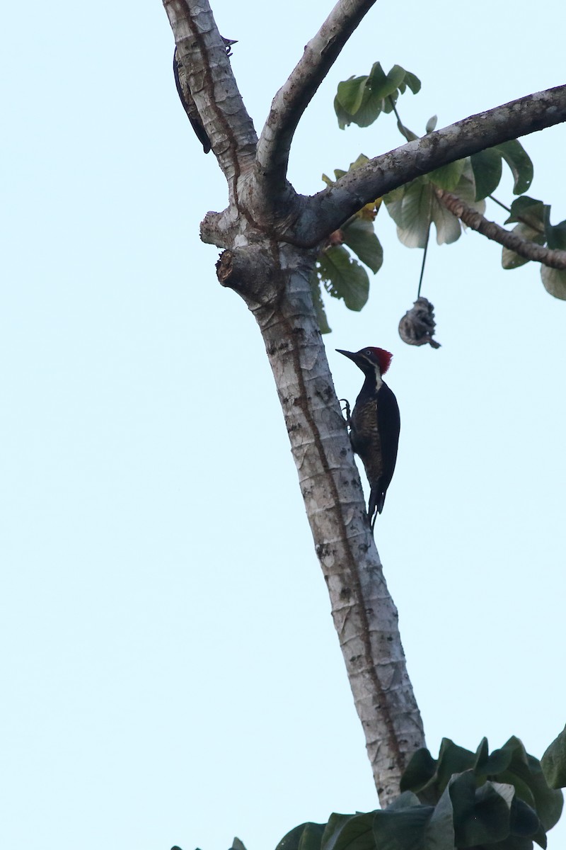 Lineated Woodpecker (Lineated) - Ohad Sherer