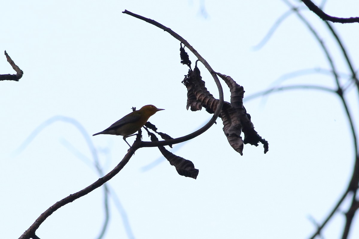 Prothonotary Warbler - Ohad Sherer