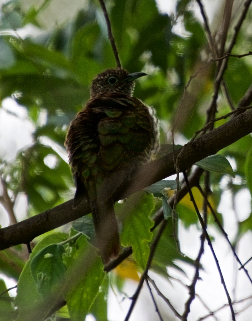 African Emerald Cuckoo - Denise Van Peursem