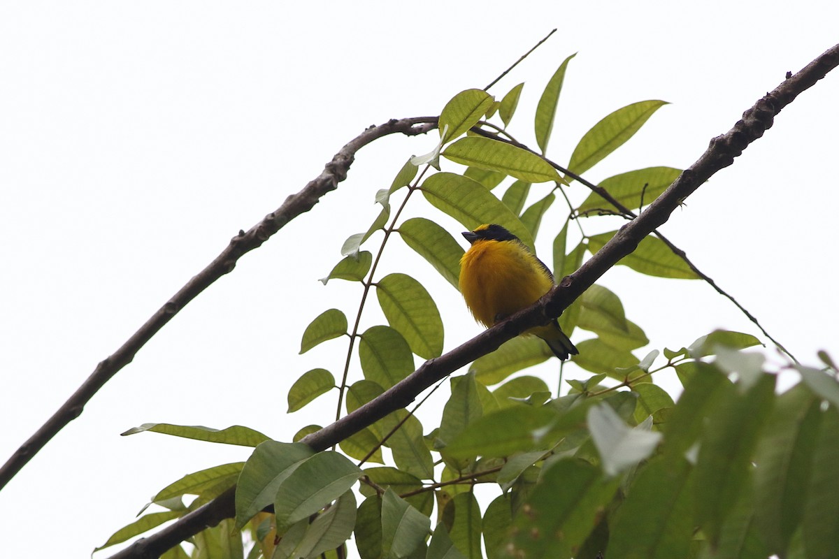 Thick-billed Euphonia (Black-tailed) - Ohad Sherer