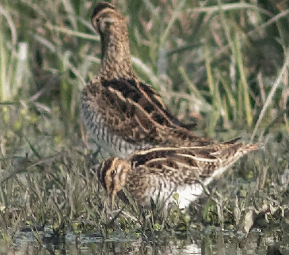 Common Snipe - Able Lawrence