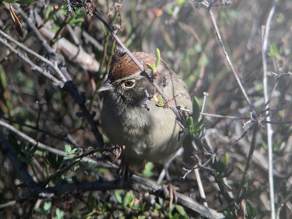 Rufous-crowned Sparrow - ML125540071