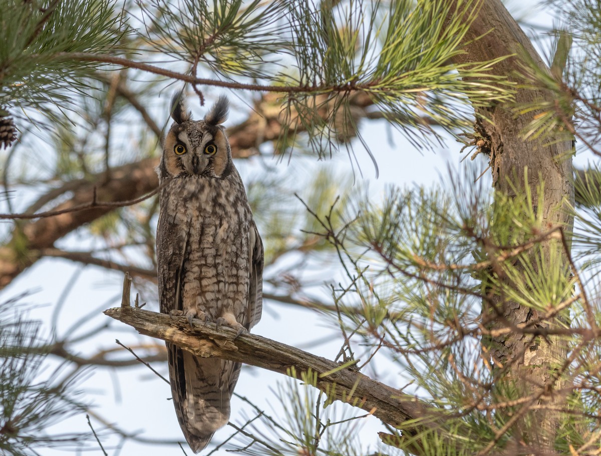 Long-eared Owl (American) - Kathy Gagnon Bedard