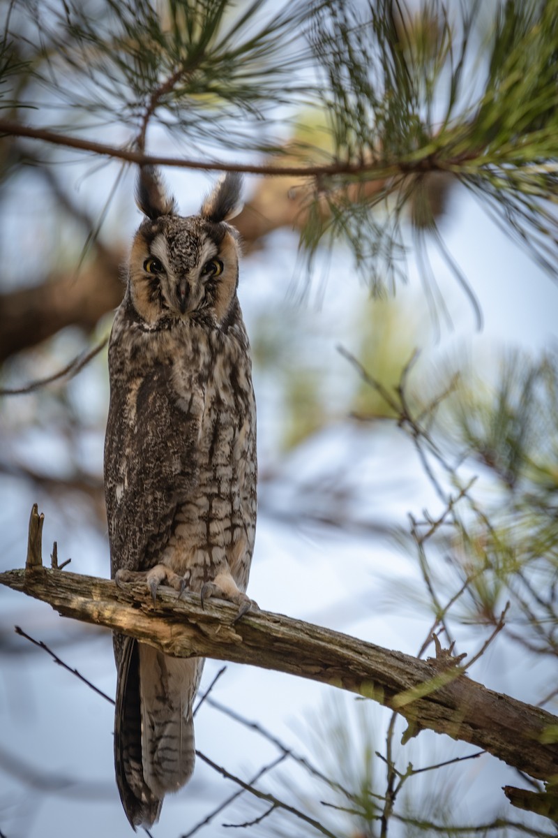 Long-eared Owl (American) - Kathy Gagnon Bedard