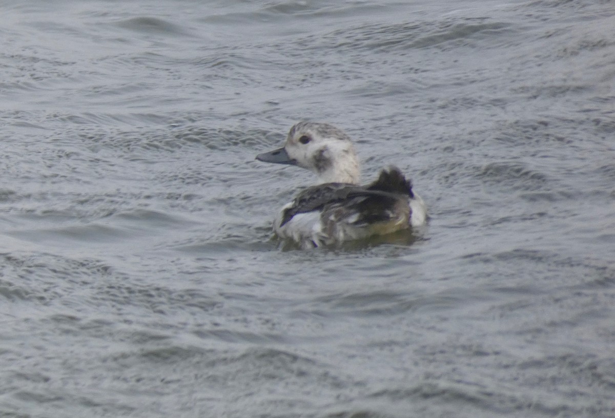 Long-tailed Duck - ML125542491
