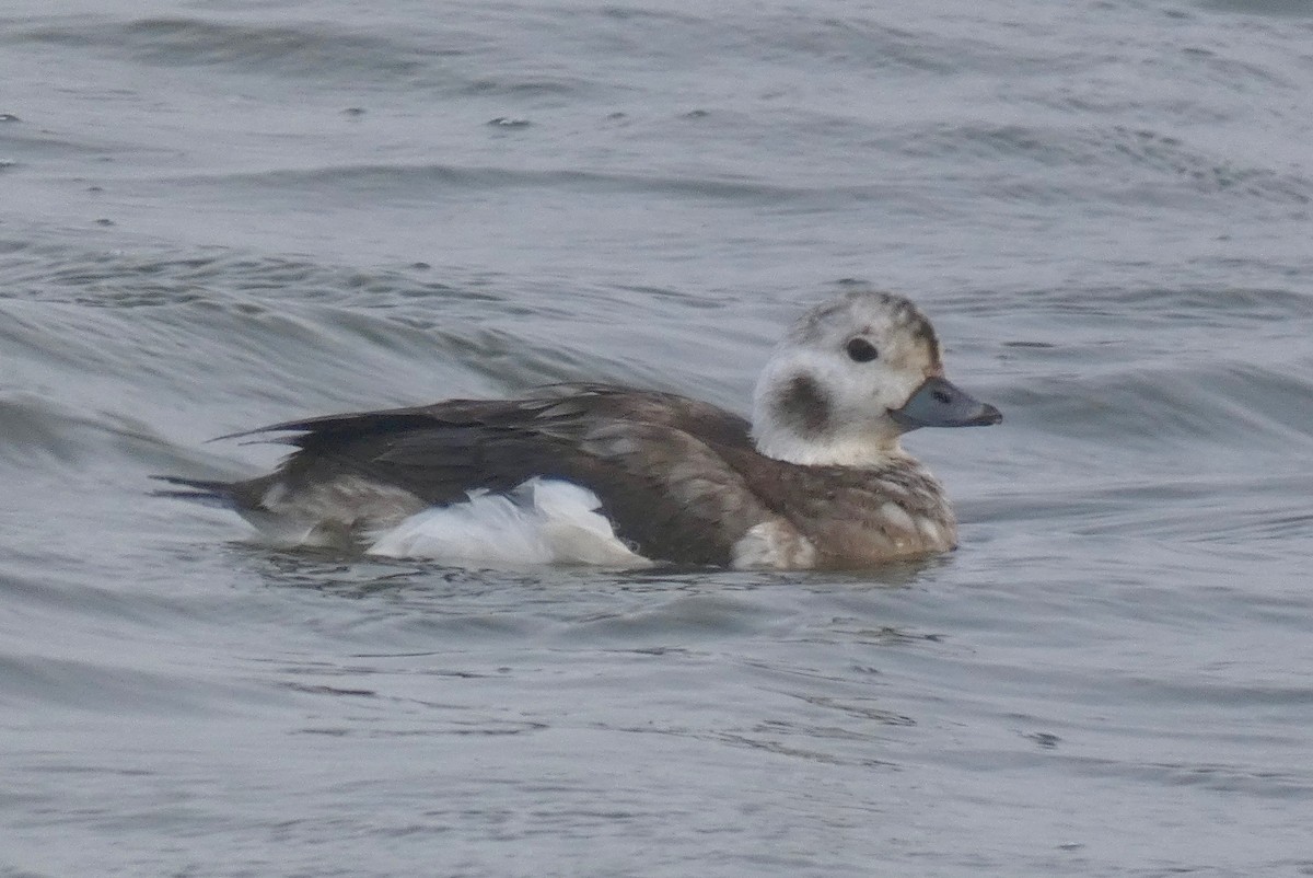 Long-tailed Duck - ML125542511