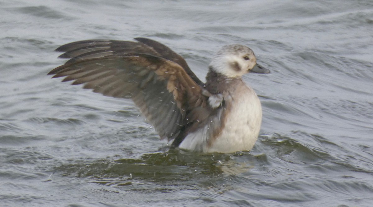Long-tailed Duck - ML125542531