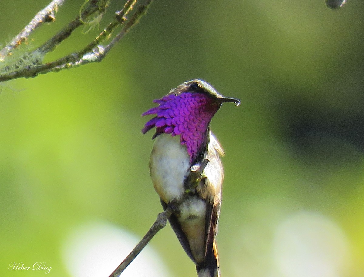 Wine-throated Hummingbird - Heber David  Díaz Gutiérrez