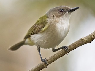  - Green-backed Gerygone