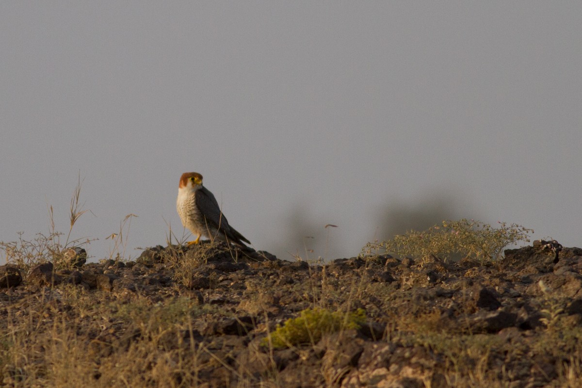 Red-necked Falcon - Raphael Lebrun