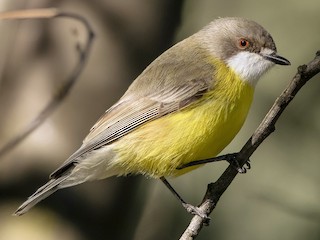  - White-throated Gerygone