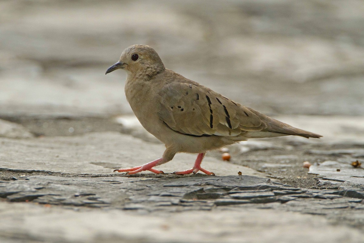 Ecuadorian Ground Dove - ML125545341