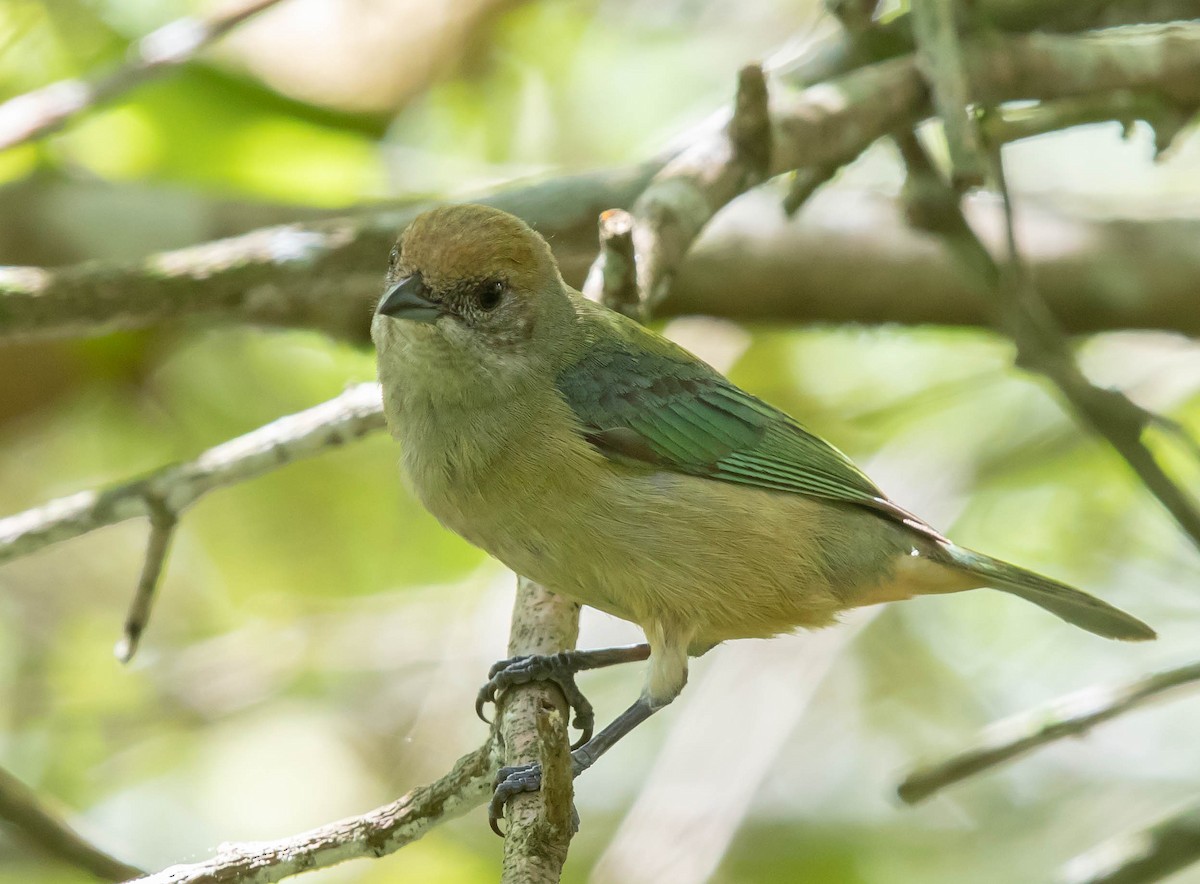 Burnished-buff Tanager - Luis Marcelo Figueiroa Andrade