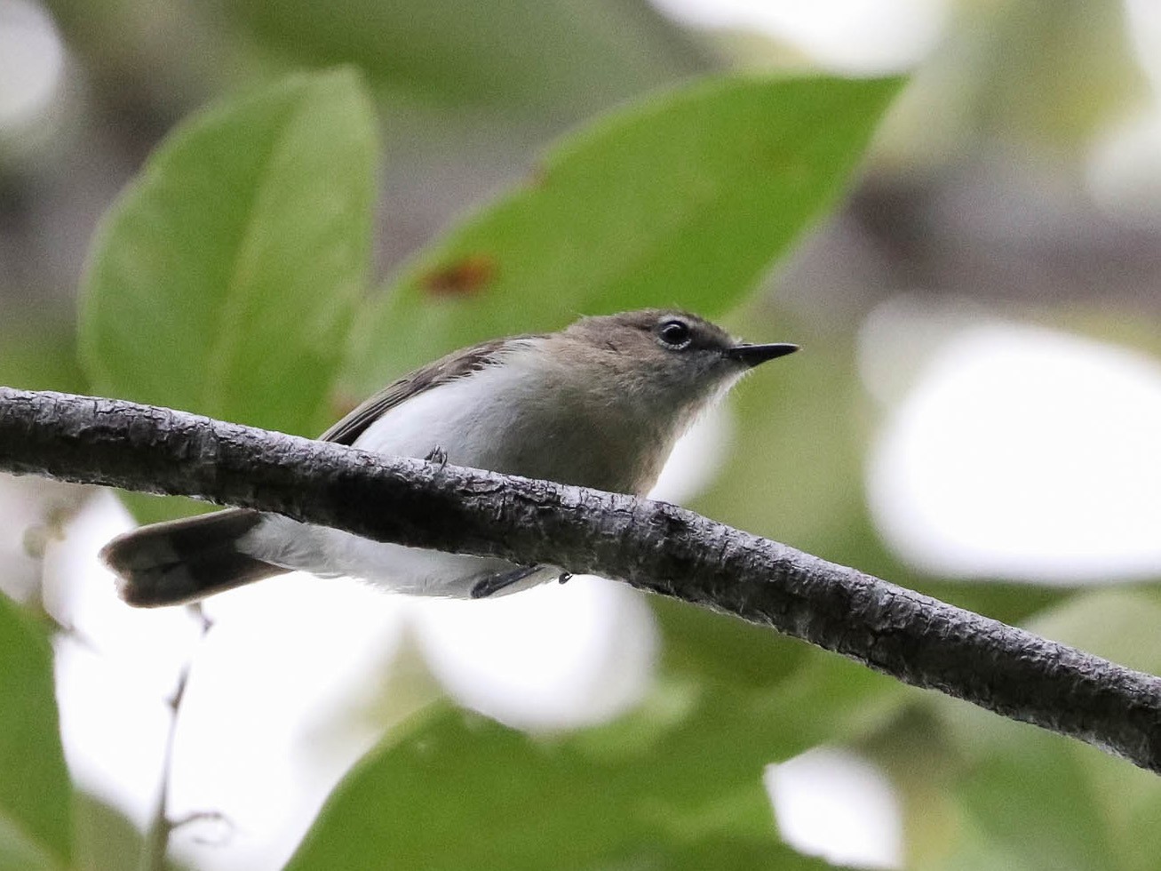 Large-billed Gerygone - Ged Tranter