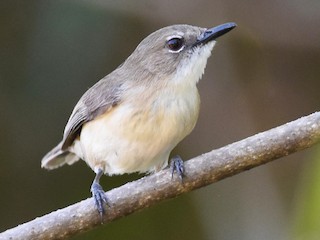  - Large-billed Gerygone