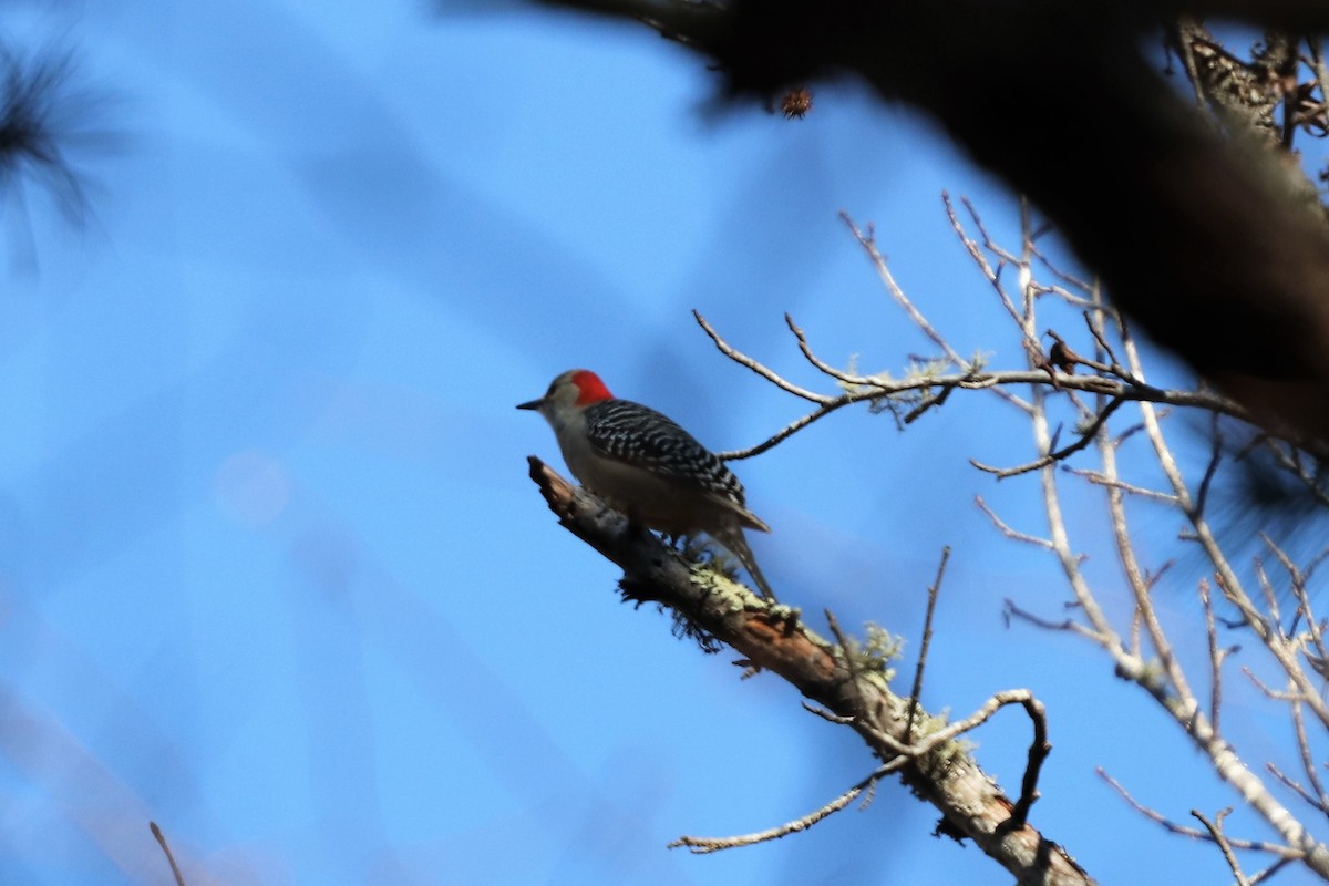 Red-bellied Woodpecker - ML125548361