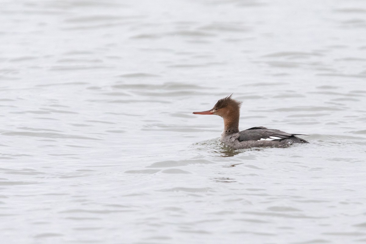 Red-breasted Merganser - Brad Imhoff
