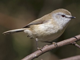  - Brown Gerygone