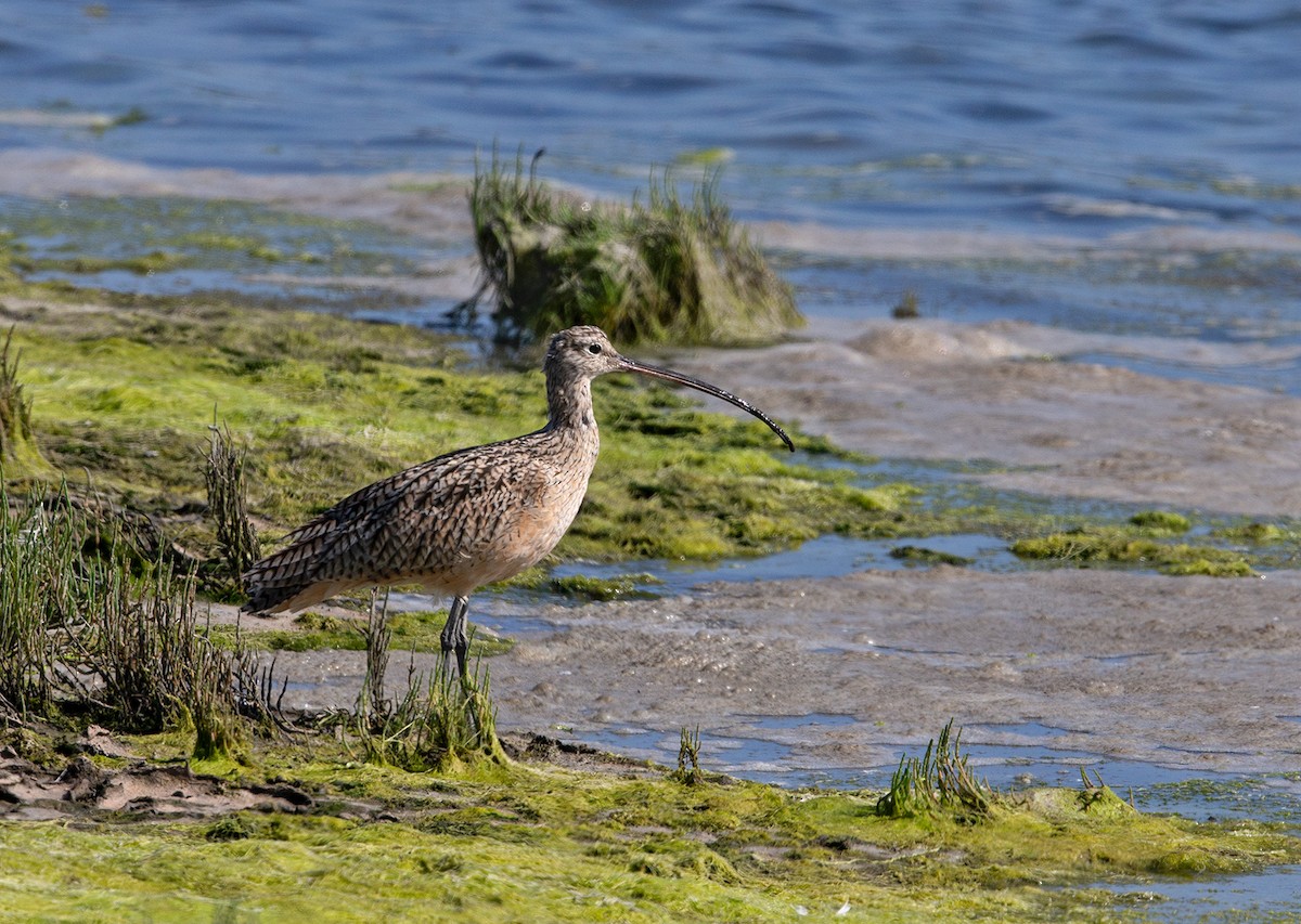 Long-billed Curlew - ML125550541
