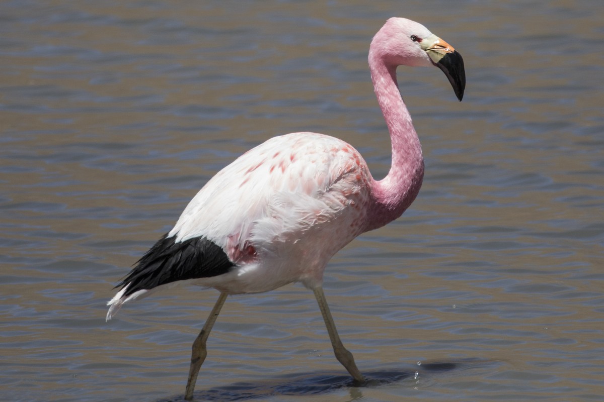 Andean Flamingo - Robert Lockett