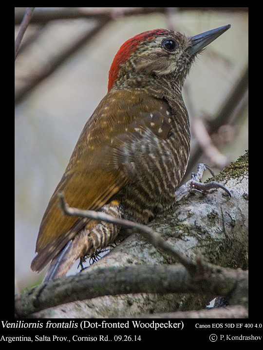 Dot-fronted Woodpecker - Peter Kondrashov