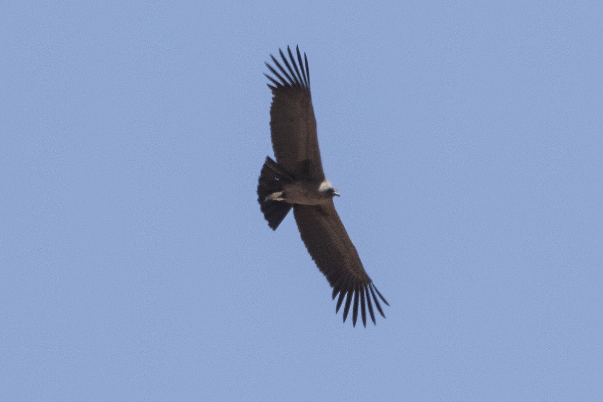 Andean Condor - Robert Lockett