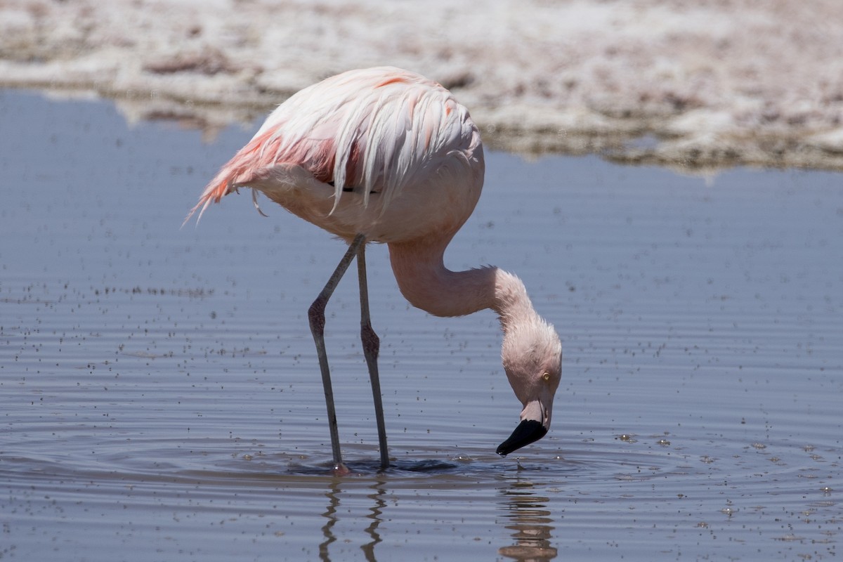 Chilean Flamingo - Robert Lockett