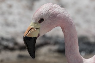 Andean Flamingo, ML125552681
