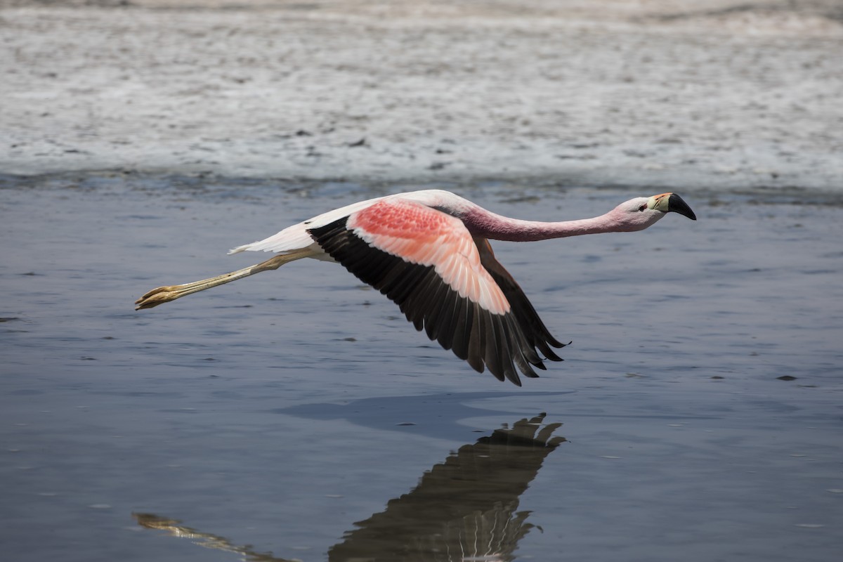 Andean Flamingo - ML125552691