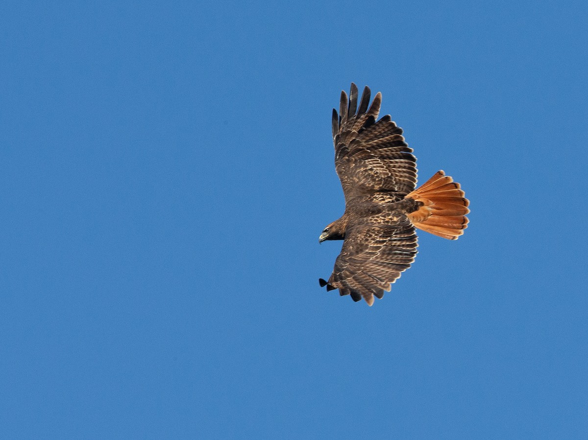 Red-tailed Hawk - ML125553411