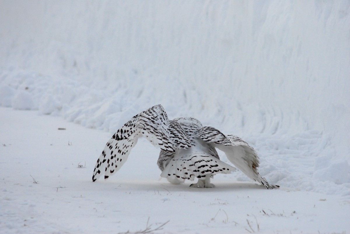 Snowy Owl - Denis Desjardins