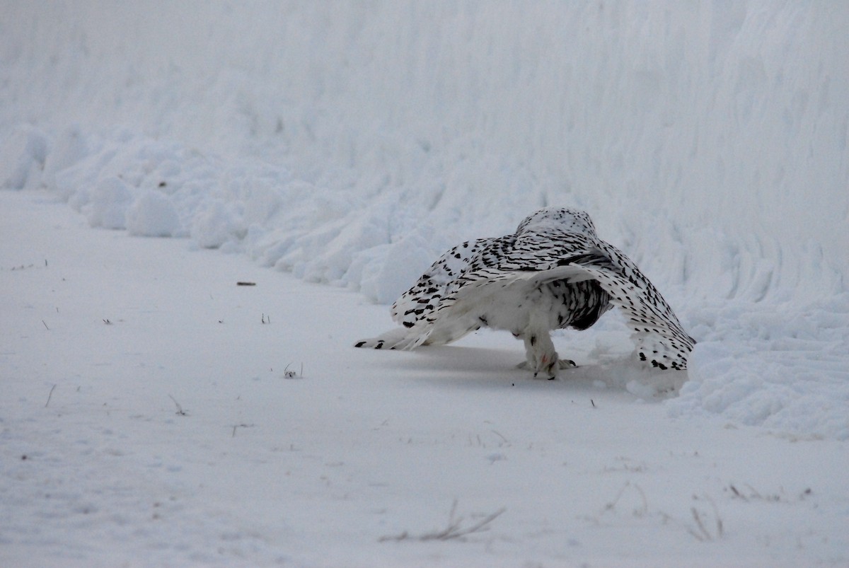 Snowy Owl - Denis Desjardins