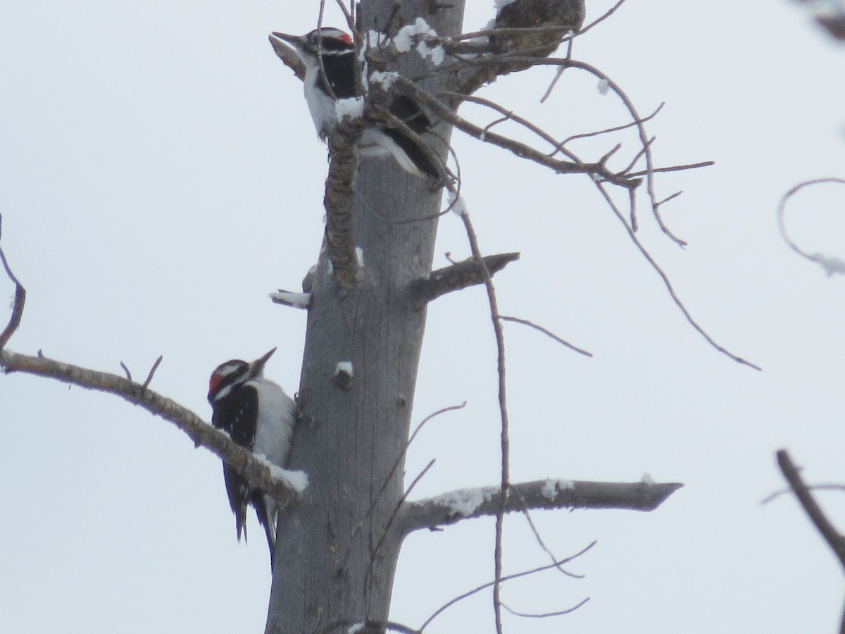 Hairy Woodpecker - ML125558681